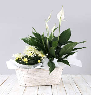 Mixed Spathiphyllum Basket