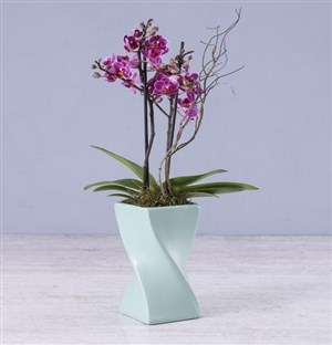 Midi Orchid in a Blue Ceramic Twisty Vase