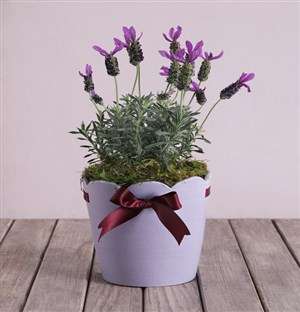 Purple Lavandula Pot