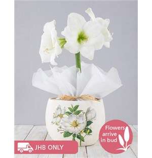 White Amaryllis in Ceramic Flower Pot