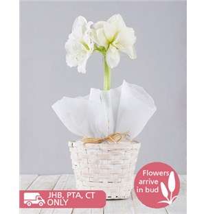 White Amaryllis Basket