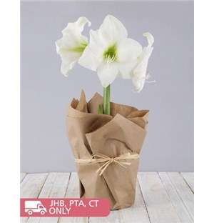 White Amaryllis in Craft Paper