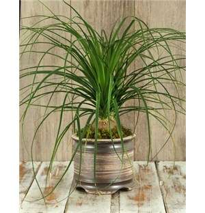 Ponytail Palm in Ceramic Pot