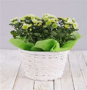 Green Chrysanthemum Plant Basket