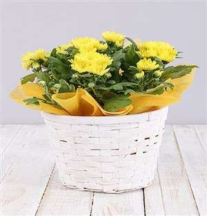 Yellow Chrysanthemum Plant Basket