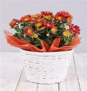 Orange Chrysanthemum Plant Basket