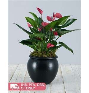 Anthurium Plant in Black Pottery