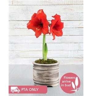 Red Amaryllis Pot