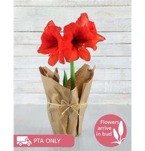 Red Amaryllis in Craft Paper
