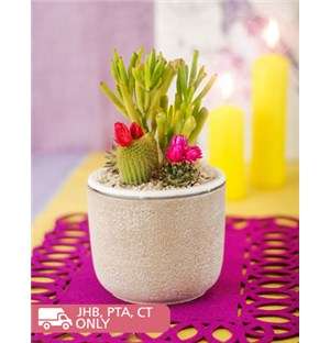 Garden Cacti in Pottery Vase