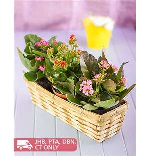 Three Kalanchoe in a Basket