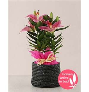 Stargazer Plant in Black Hatbox