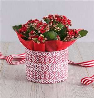 Kalanchoe Plant in Red Embossed Cement Pot