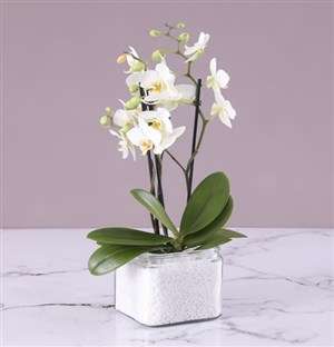 Mini White Orchid in Stone Filled Vase
