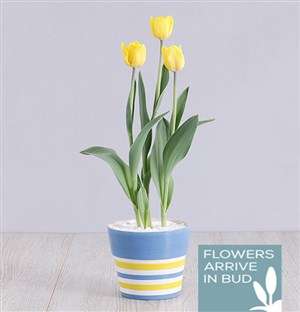 Yellow Tulip Plant in Striped Pot