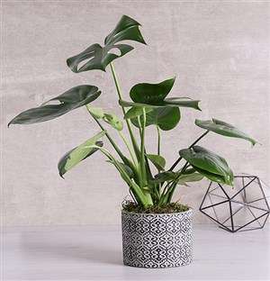Monstera Plant in Black Patterned Vase