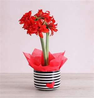 Red Amaryllis Plant in Striped Heart Pot