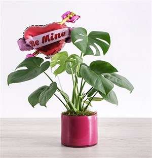 Be Mine Monsteria Plant