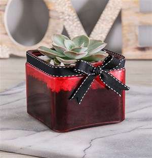 Mini Succulent Vase