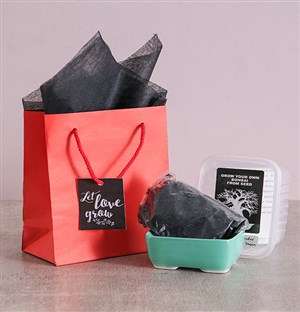 Let Love Grow Bonsai Kit