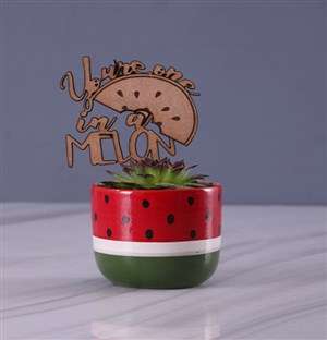 Succulent in Watermelon Pot