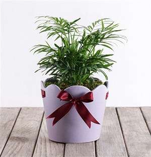 Areca Bamboo in Purple Pottery