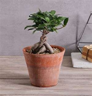 Bonsai in Terracotta Pot