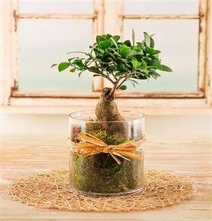 Bonsai Tree in a Cylinder Vase