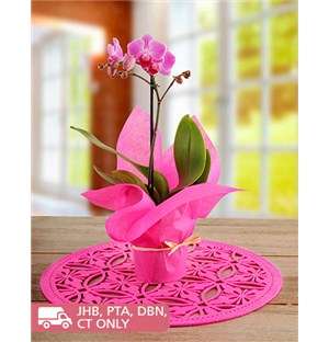 Midi Phalaenopsis Orchid Wrapped in Pink