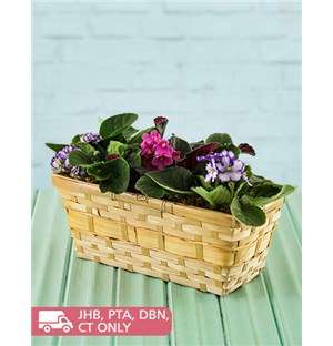 African Violets in a Basket