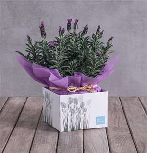 Lovely Lavender Box