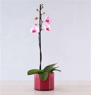 Orchid in Pink Cylinder Vase