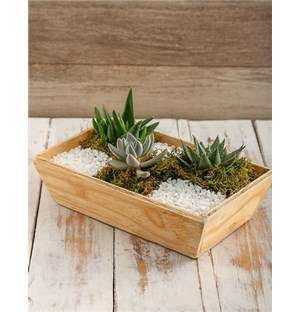 Spring Succulent Tray