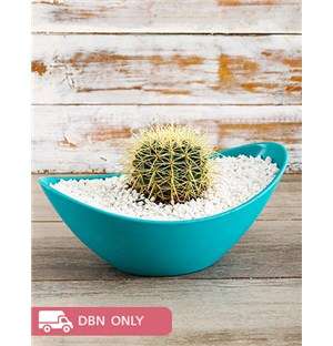 The Calming Cacti