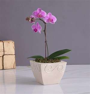 Exotic Orchid in Pottery Vase