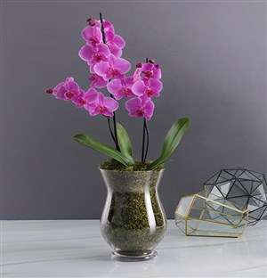 Orchid Glass Vase