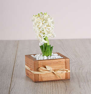 White Hyacinth in a Wooden Crate