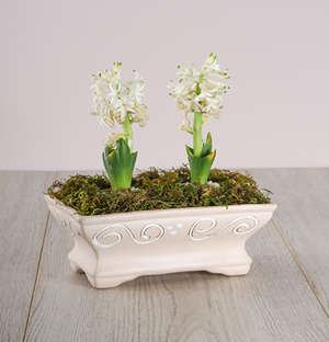 Double White Hyacinths in Pot