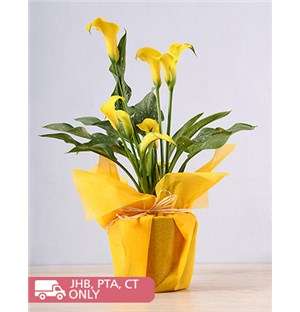 Yellow Zantedeschia Plant