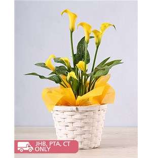Yellow Zantedeschia Basket