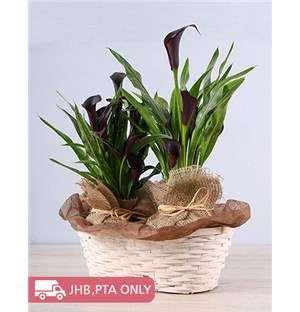 Mysterious Zantedeschia Basket
