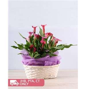 Pink Grace Zantedeschia Basket
