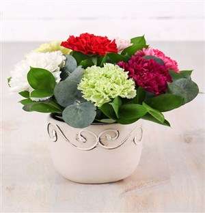 Potted Carnation Mix