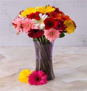 Mixed Gerberas in a Purple vase