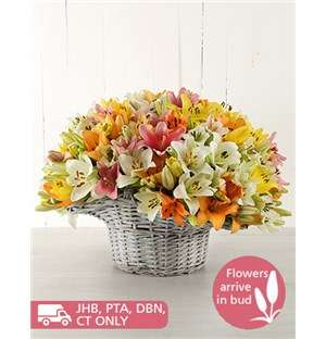 Mixed Asiflorum Lilies in Willow Basket