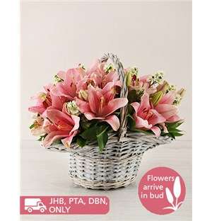Pink Asiflorum Lily Basket