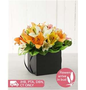Mixed Asiflorum Lilies in Black Box