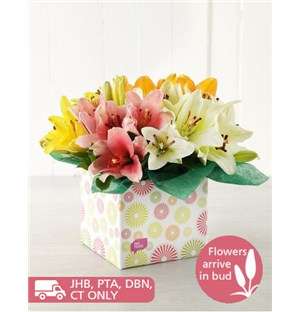 Mixed Asiflorum Lily Box