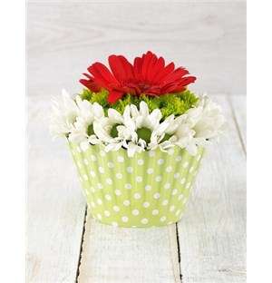 Mixed Gerbera and Spray Cupcake Arrangement