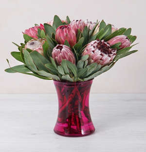 Mixed Proteas in Red Cylinder Vase